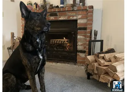a dutch shepherd dog standing in front of a fireplace